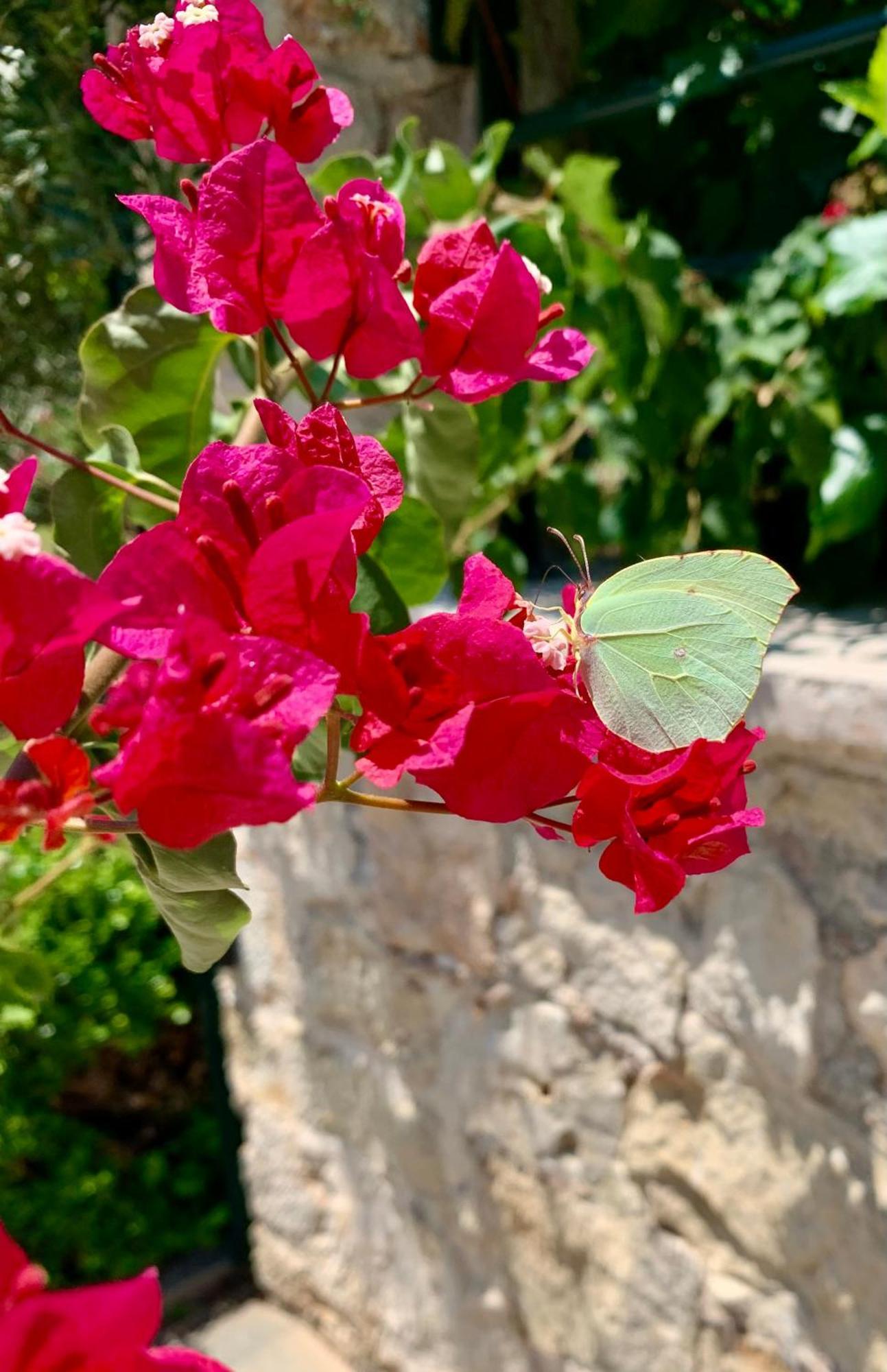 Aggelos And Thisbe Chania Suburbs Sea View Guest House Bagian luar foto